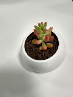 Succulent Pot - Angled Dome