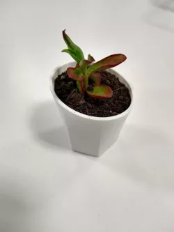 Succulent Pot - Oval