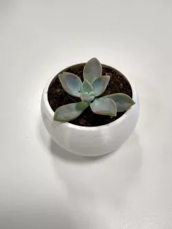 Succulent Pot - Simple Dome
