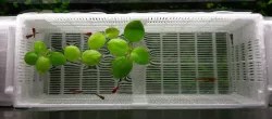 Aquarium Baby Nursery or Fish Breeding Box