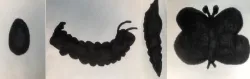 Butterfly Life Cycle 
