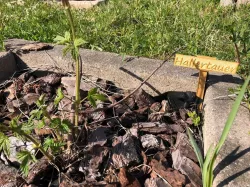 Hop Plant Pot Sign