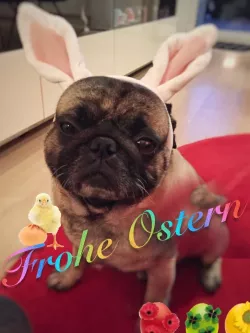 Punny - half bunny / half pug