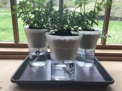 Self-watering Herb Planter