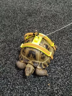 Tortoise harness