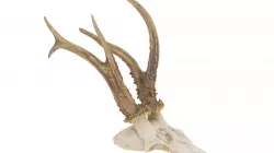 Animal Skull - High and Low Poly versions Low-poly  3D model