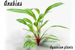 Anubias 3D model