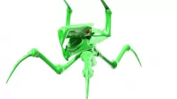 Arachnid 3D model