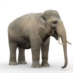 Asian Elephant Animated Low-poly  3D model