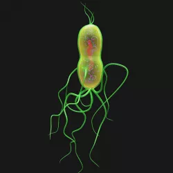 Bacterium 3D model