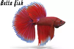 Betta Fish Low-poly  3D model