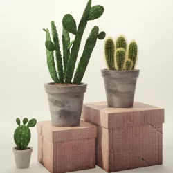 Cactus set 3D model