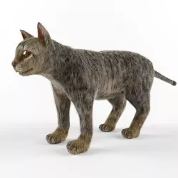Cat model 3D model