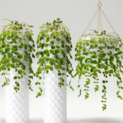 Collection of plants in pots 3 3D model