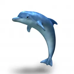 Dolphin 3D model