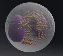 Eosinophilic leukocyte blood cell model Low-poly  3D model
