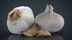Garlic and garlic clove 3D model