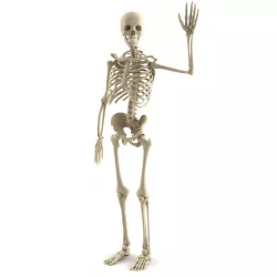 Human skeleton 3D model