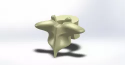 Human Vertebra T7