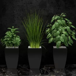 Kitchen plants 3D model
