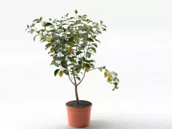 Lemon Tree in Pot 02 3D model