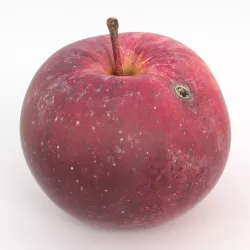 Photorealistic Apple 3D model