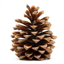 Pine cone 3D model