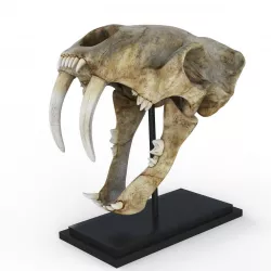 Saber tooth tiger skull Low-poly  3D model