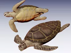 Sea Turtle Low-poly  3D model