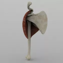 Shoulder Joint With Texture 3D model