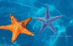star