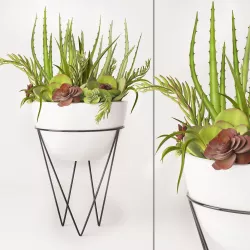 Succulent arrangement 3D model