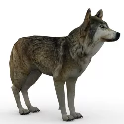 Timber Wolf Animated Low-poly  3D model