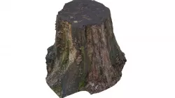 Tree Stump 02 - High and Low Poly versions Low-poly  3D model