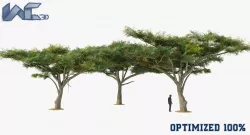 Vachellia Tortilis Tree Low-poly  3D model