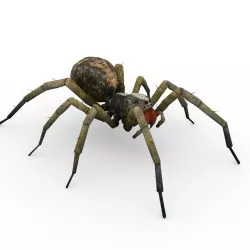 Wolf Spider Animated Low-poly  3D model