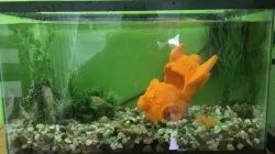 fishtank crashed rocket ship