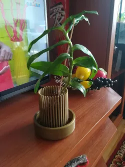 For orchid