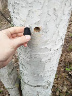 Tree Tap Plug  13/16in