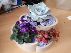 Flower Pot