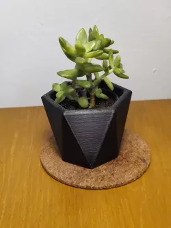 Hexagonal Succulent Planter #2