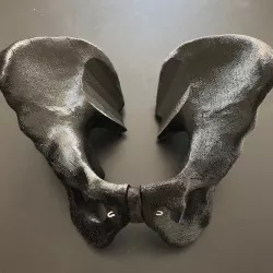 Human male pelvis