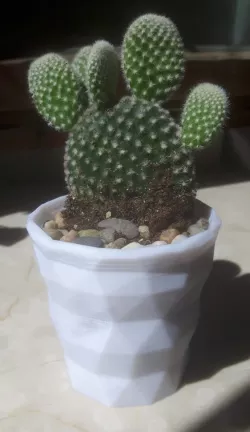 Poly Pot