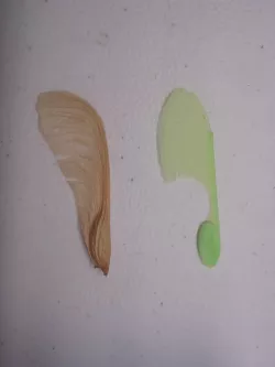 Printable Maple Seed Samara