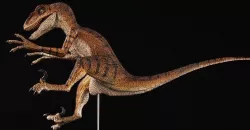 Velociraptor