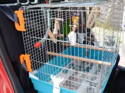 Bird cage seat belt fastener