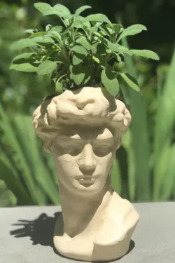 David Head Planter
