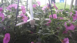 Hanging basket watering clip