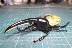Hercules beetle