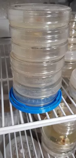 petri dish guard for mites